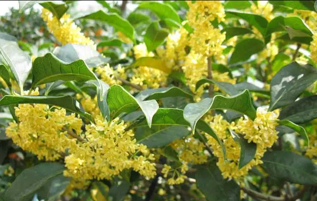 家门前种桂花树风水门前栽桂花树风水好吗图2