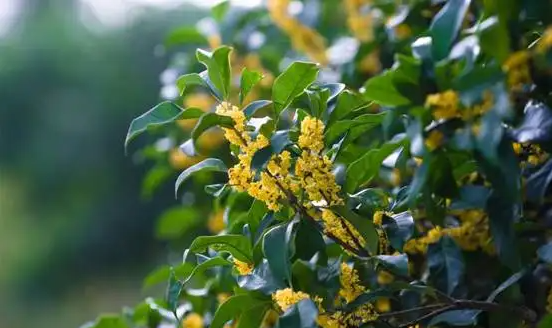 家门前种桂花树风水门前栽桂花树风水好吗图6