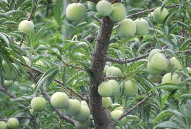 李子树种在院子里好吗(家庭种植李子树方法)图6