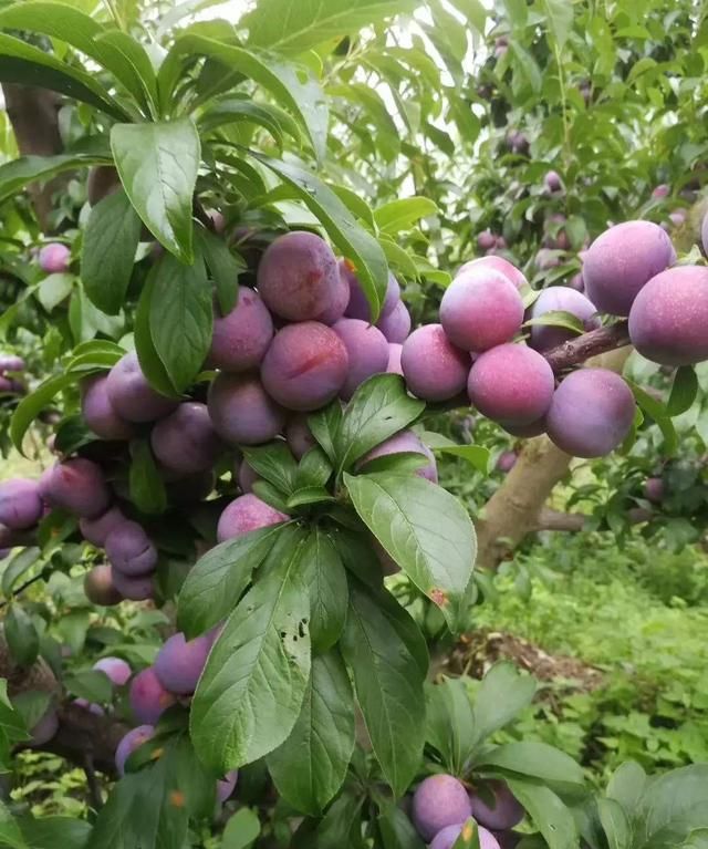 李子树种在院子里好吗(家庭种植李子树方法)图8