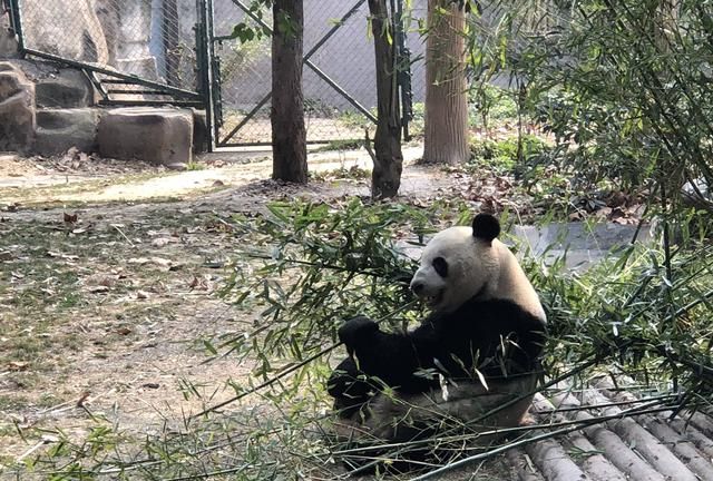 巴适之旅成都,成都巴食巴适旅游攻略图9