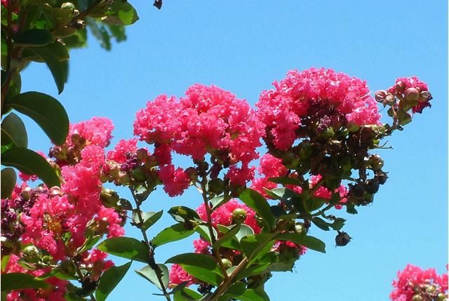 百日红什么时候开花,花期多久(此花名为百日红图片)图2