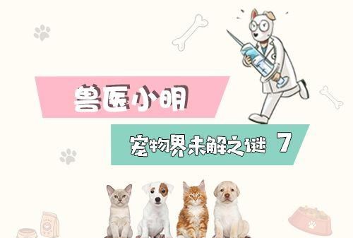 猫咪的咕噜声正常是什么样子图1