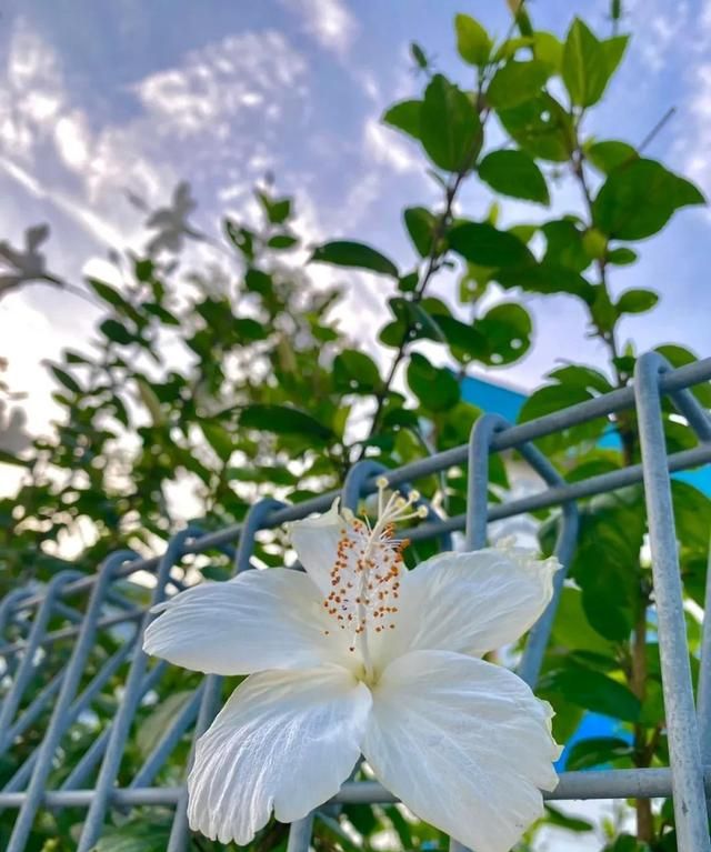 木槿花与扶桑花是一种花吗,扶桑花图片和木槿花差别图3