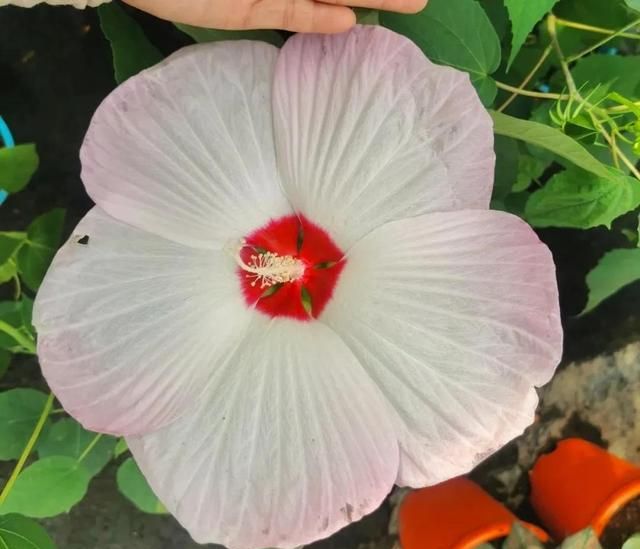 木槿花与扶桑花是一种花吗,扶桑花图片和木槿花差别图15