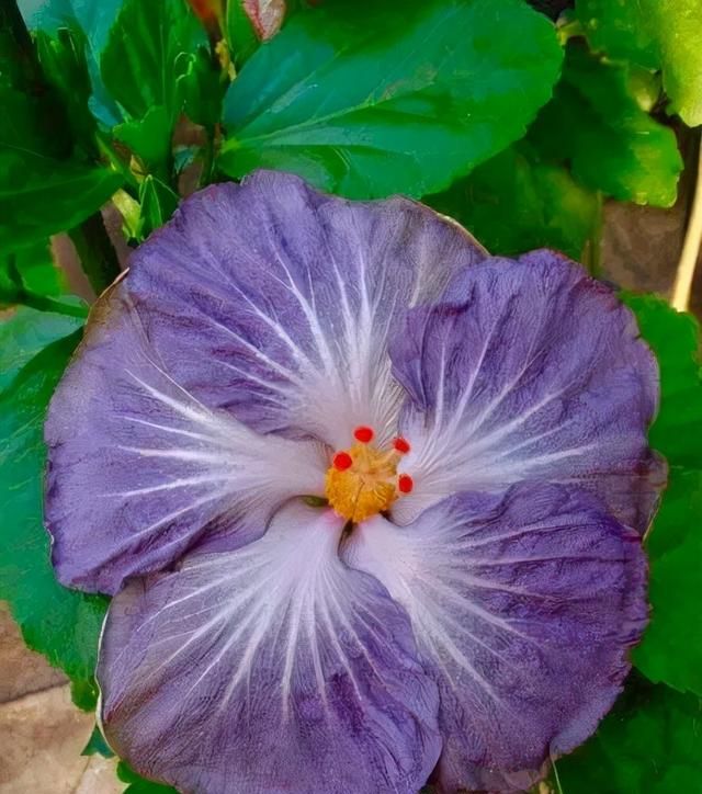 木槿花与扶桑花是一种花吗,扶桑花图片和木槿花差别图32