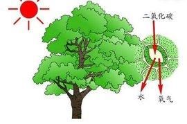 光合作用是氧气的重要产出,光合作用会产出氧气和什么图1