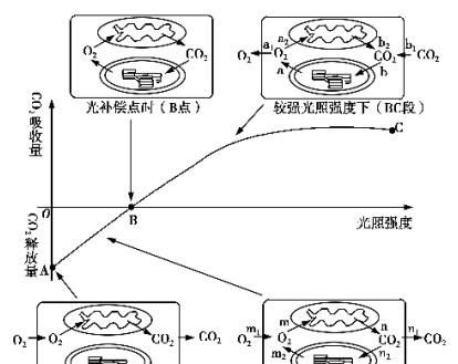 光合作用是氧气的重要产出,光合作用会产出氧气和什么图3