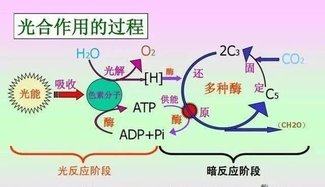 光合作用是氧气的重要产出,光合作用会产出氧气和什么图4