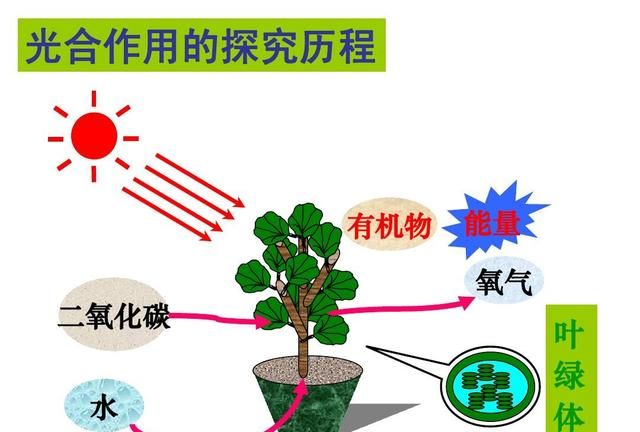 光合作用是氧气的重要产出,光合作用会产出氧气和什么图5