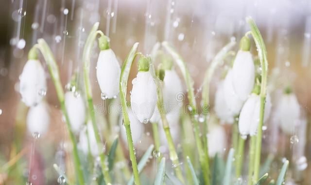 春雨贵如油,润物细无声什么意思图2