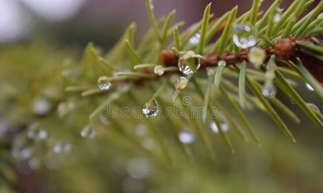 春雨贵如油,润物细无声什么意思图3