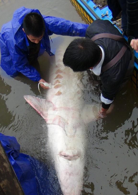 长江的生物多样性危机,长江生物多样性保护实施方案图19