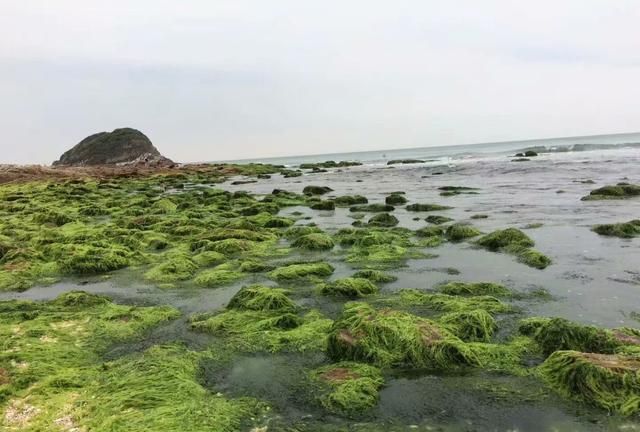 惠州海边露营赶海景点推荐(惠州巽寮湾防波堤海钓地点)图6