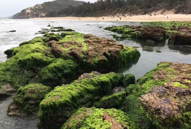 惠州海边露营赶海景点推荐(惠州巽寮湾防波堤海钓地点)图8