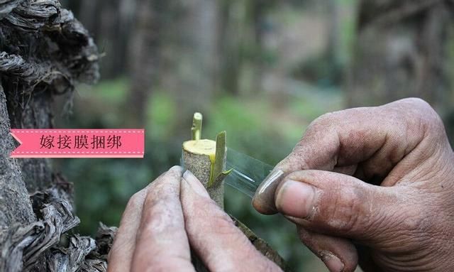 金弹子盆景嫁接好的桩头怎么处理图15