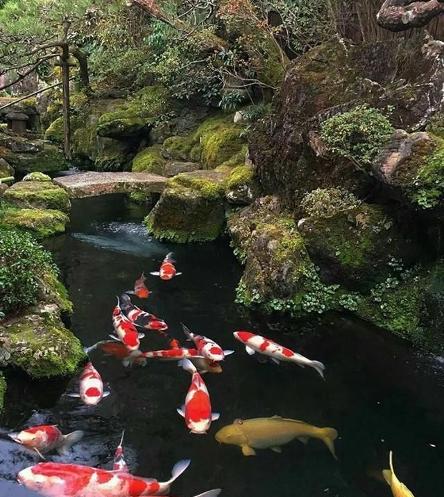 锦鲤冷知识,锦鲤小分队冷知识图4