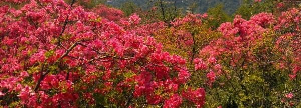 移栽野生杜鹃花违法(杜鹃花移栽最佳方法)图1