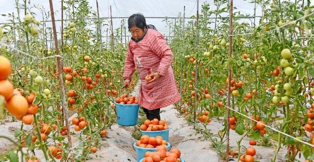 农村自制酵素肥的做法(如何用自制堆肥土培土种植)图1