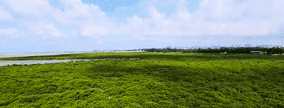 一戳爆油的北海海鸭蛋又沙又香图7