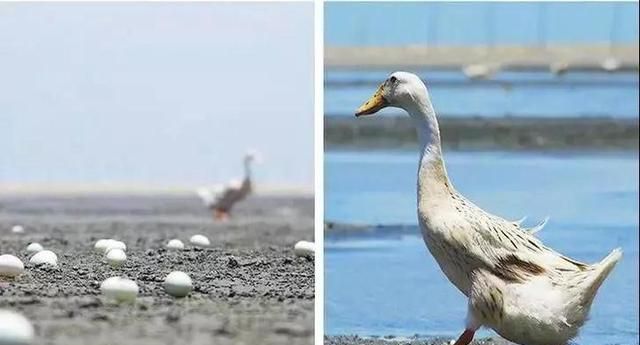 一戳爆油的北海海鸭蛋又沙又香图9