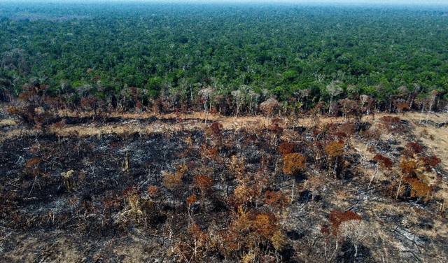 中国真白干了？全球1年砍伐森林超41000km²，27亿吨CO₂进入大气图1