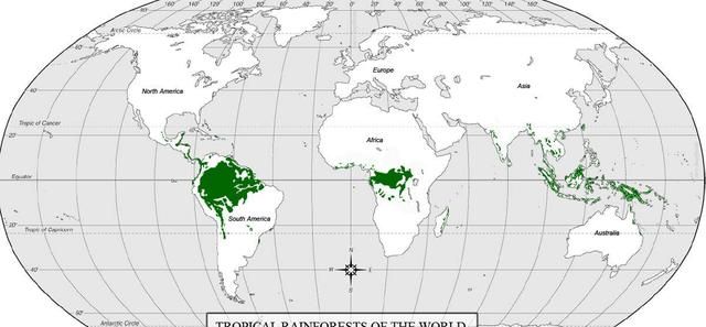 中国真白干了？全球1年砍伐森林超41000km²，27亿吨CO₂进入大气图6