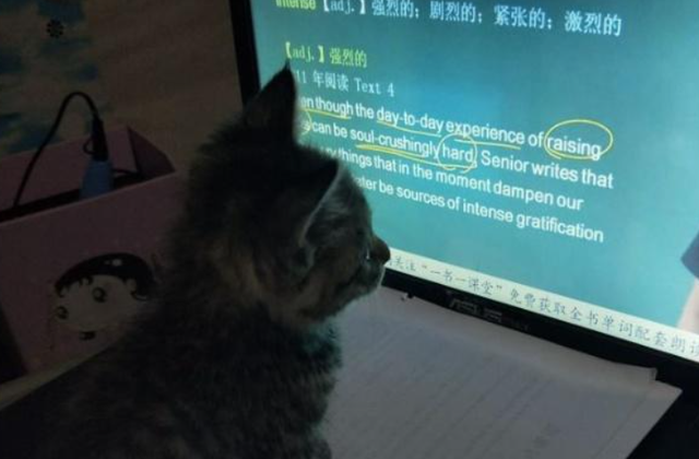 其实某种程度上猫猫一直觉得自己是人类图1