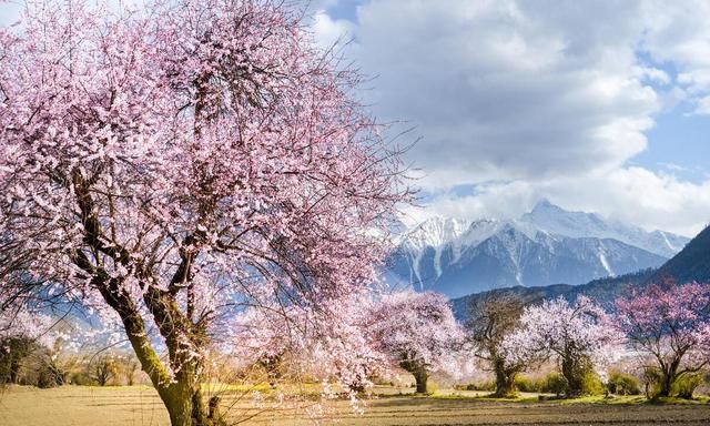 西藏林芝简介,西藏林芝景点图12