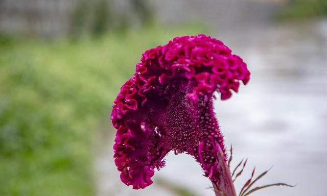 鸡冠花适合在什么温度下种植,鸡冠花为什么不耐寒图3