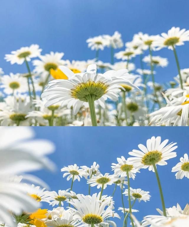 成都小众雏菊花海盛开,成都油菜花冷门图1