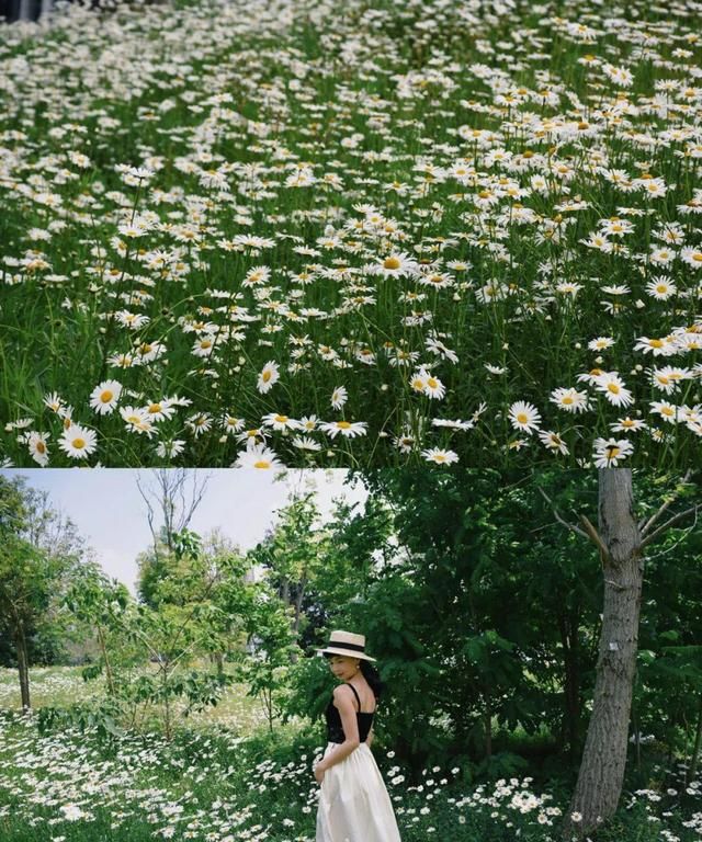 成都小众雏菊花海盛开,成都油菜花冷门图7