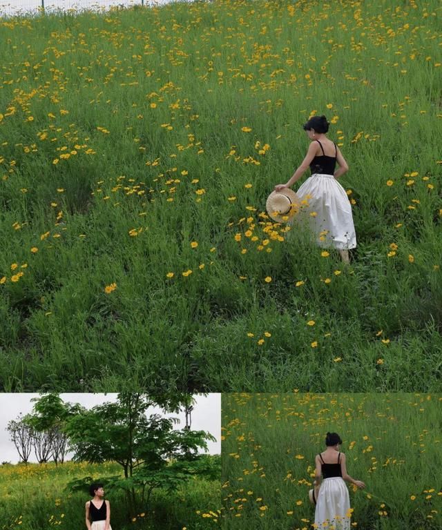 成都小众雏菊花海盛开,成都油菜花冷门图11