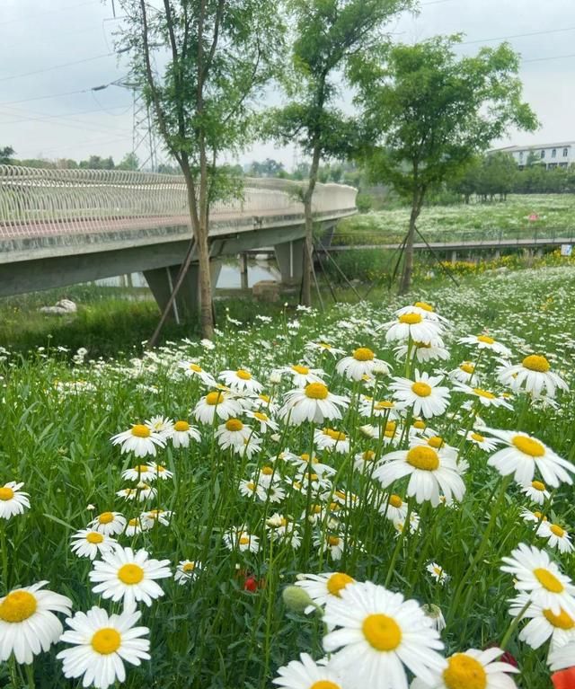 成都小众雏菊花海盛开,成都油菜花冷门图14