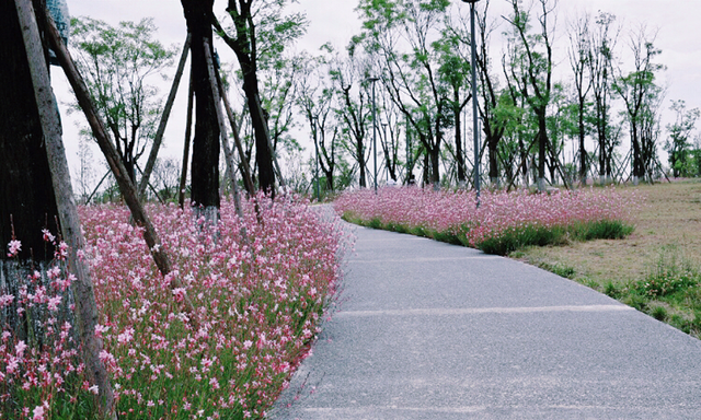 成都小众雏菊花海盛开,成都油菜花冷门图15