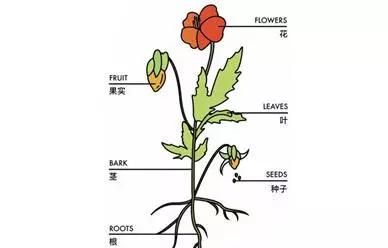 植物精油在养殖业中的应用图3