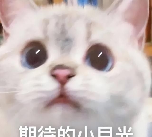 最会给猫起名字的铲屎官(给猫取什么名字适合公猫)图1