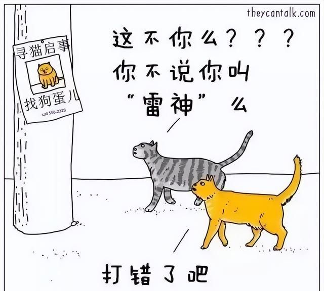 最会给猫起名字的铲屎官(给猫取什么名字适合公猫)图18