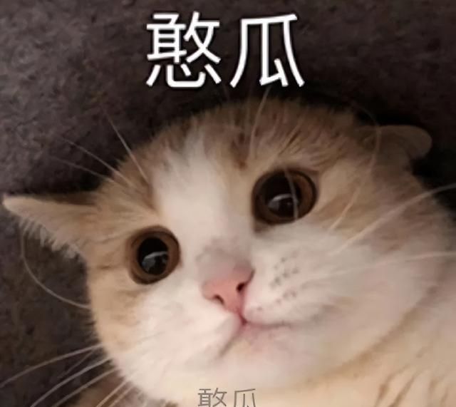 最会给猫起名字的铲屎官(给猫取什么名字适合公猫)图20