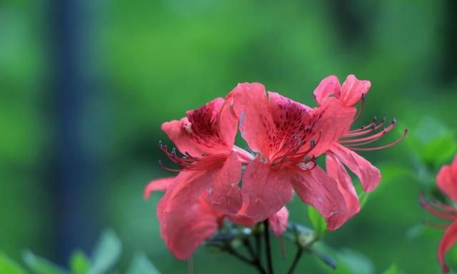 杜鹃花种植方法和注意事项,杜鹃花适合庭院种植吗图3