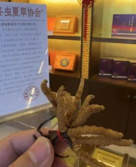 人工种植的冬虫夏草是什么样子的图7