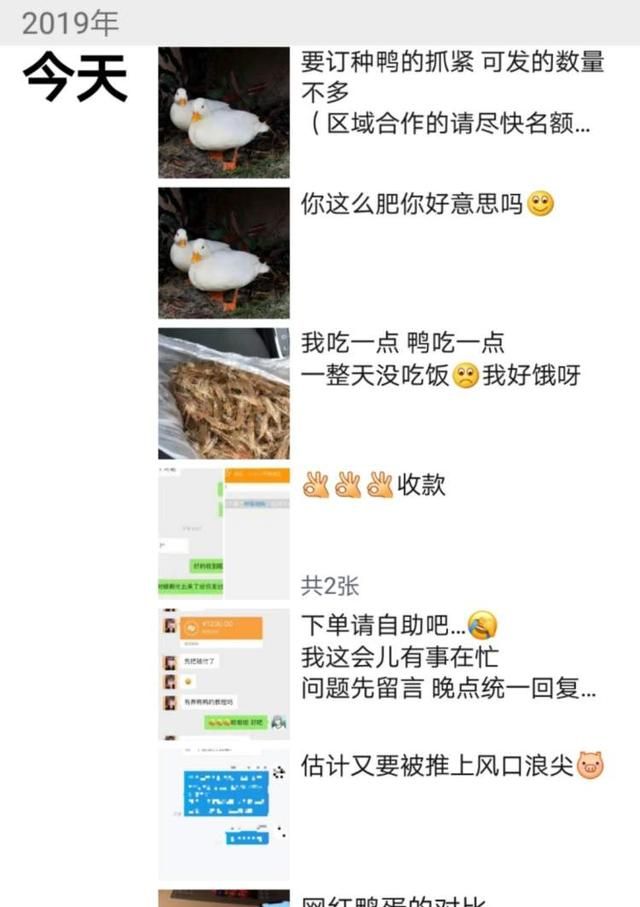 王思聪花30000元买的宠物鸭图11