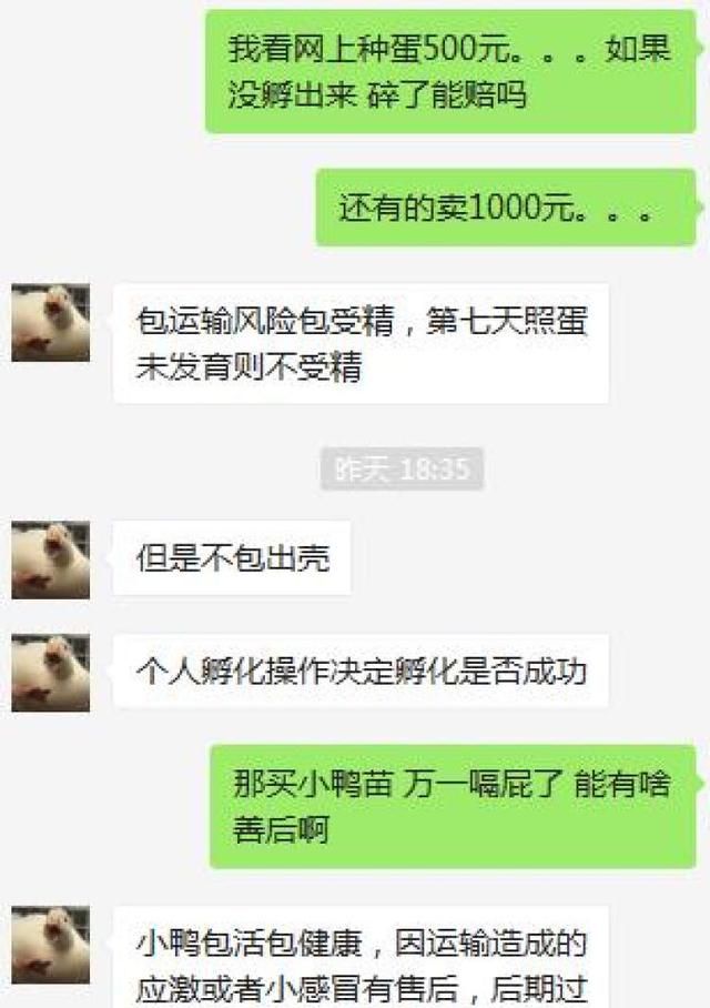 王思聪花30000元买的宠物鸭图12