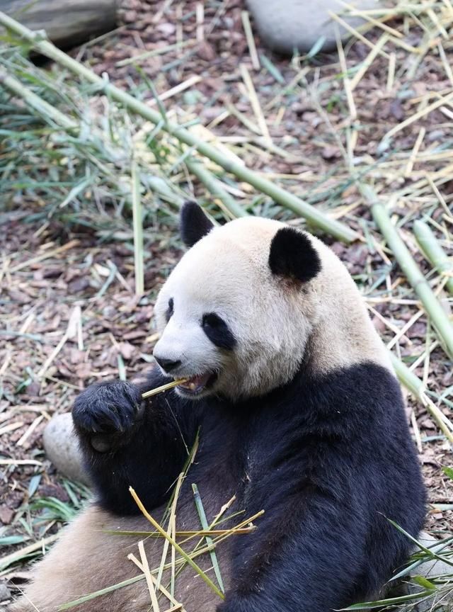 好玩指数五颗星！都江堰7处亲子游宝藏地，郊野露营、超嗨游乐园......一起来尽情撒欢吧~图45