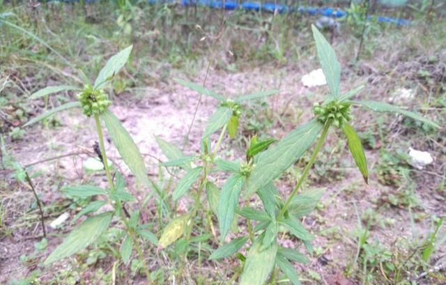 蜂窝草的功效与作用及食用方法,蜂窝草主要生长在哪里图2