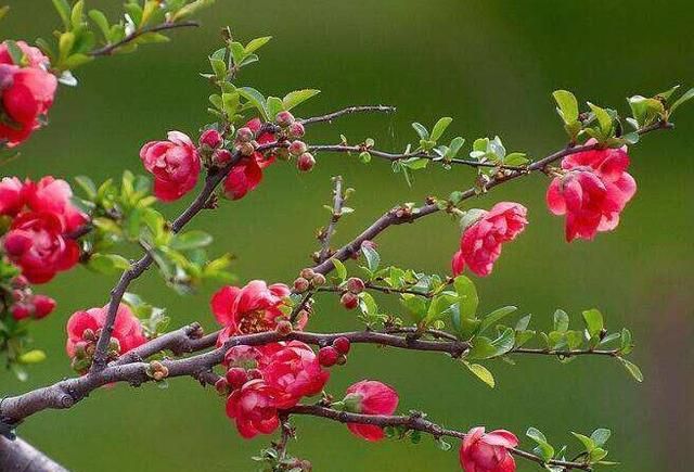 海棠花烂茎了怎么补救,海棠花烂根枯萎了怎么补救图2