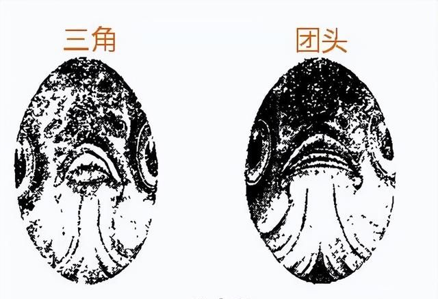 湖北名鱼武昌鱼,最好吃的鱼武昌鱼图27