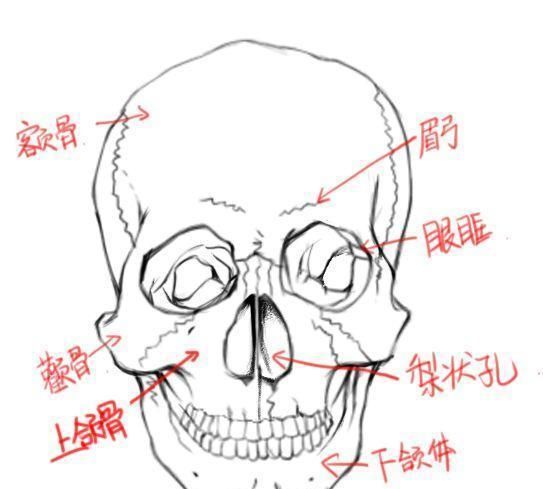 动漫头部的画法步骤图图1