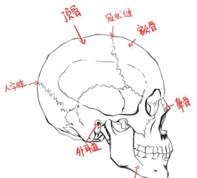 动漫头部的画法步骤图图2