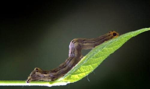 什么药能杀死各种虫子(能杀死各种害虫的药是什么药)图4